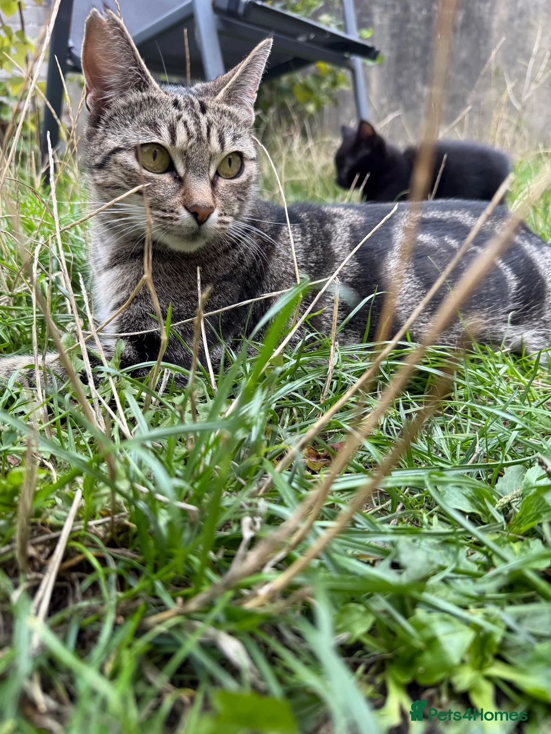 Mixed Breed cats for sale: Gorgeous kittens - Advert 15