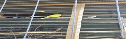 Budgerigars birds for sale: Aviary budgies for sale  - Advert 2