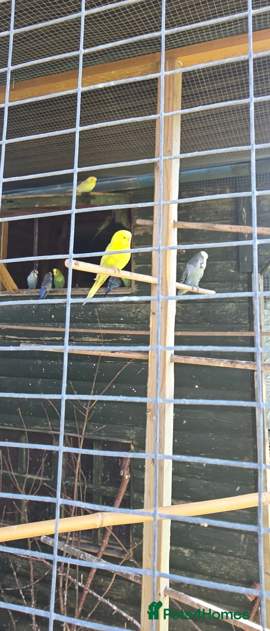 Budgerigars birds for sale: Aviary budgies for sale  - Advert 2