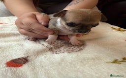 Chihuahua dogs for sale: Chihuahua puppies - Image 6