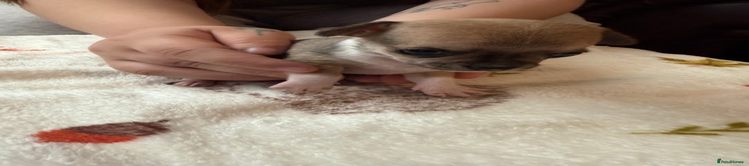 Chihuahua Puppy 1