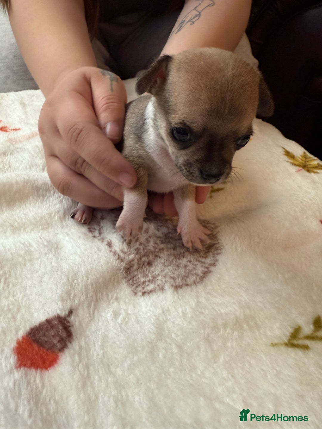 Chihuahua dogs for sale: Chihuahua puppies - Image 6