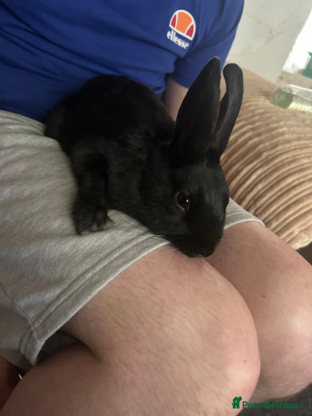 Netherland Dwarf rabbits for sale: Cookie  - Advert 1