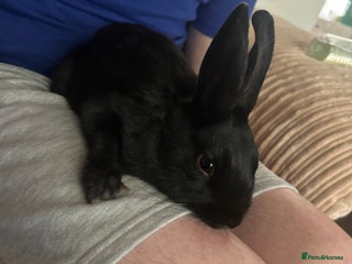 Netherland Dwarf rabbits Cookie - Advert 3