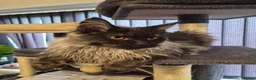 Maine Coon cats for sale: Maine coon kitten  - Advert 4