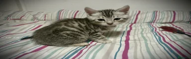 Silver Bengal Boy (blue collar)