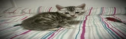 Bengal cats for sale: ✨ Bengal Kittens – Pet Homes (TICA Registerable) - Advert 3