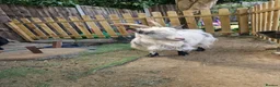 Goats livestock for sale: Pygmy goats  - Advert 2