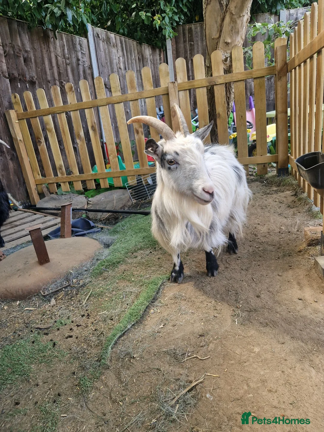Goats livestock for sale: Pygmy goats  - Advert 2