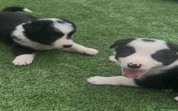 Border Collie dogs for sale: Beautiful border collie puppies❤️ - Image 5