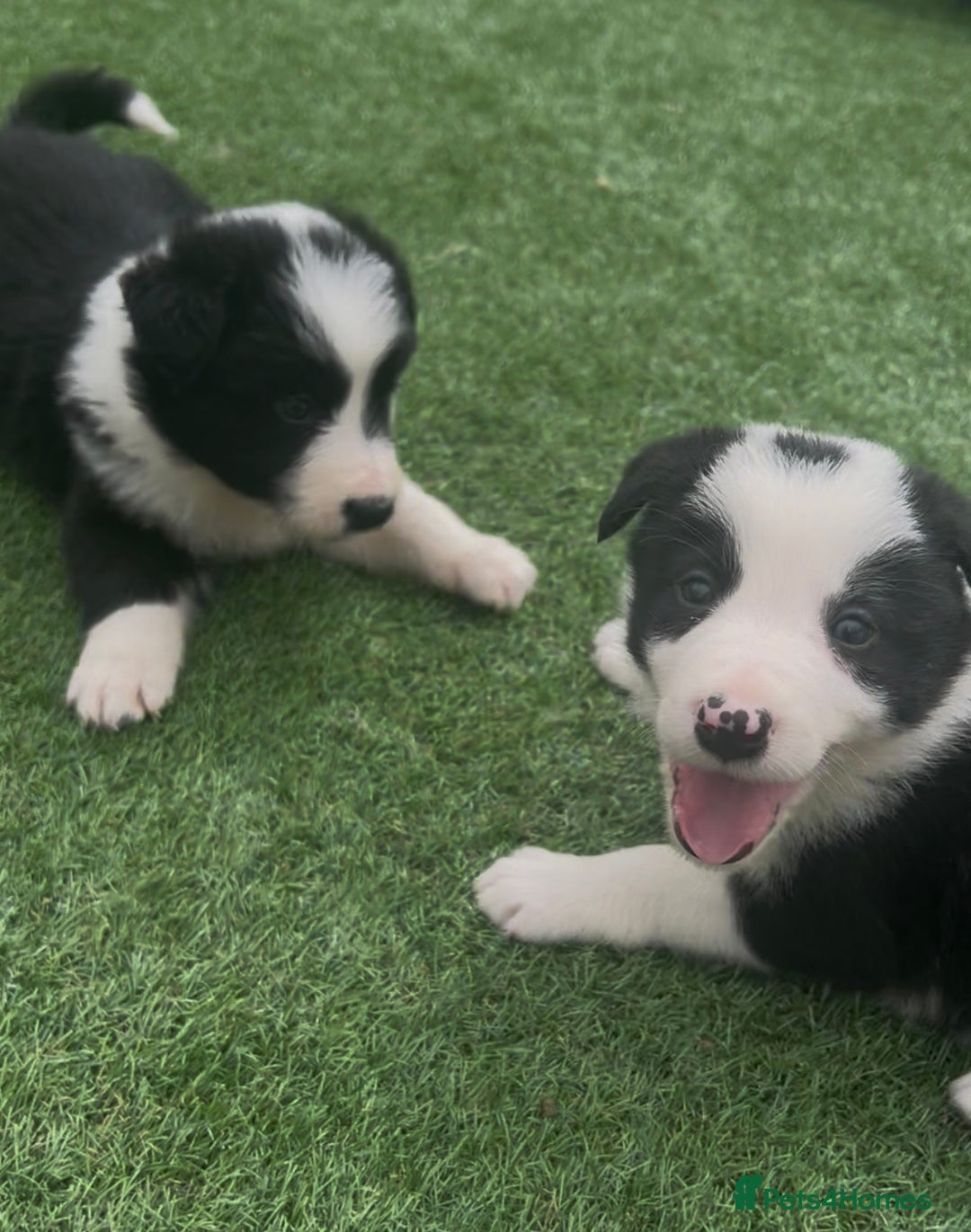 Border Collie dogs for sale: Beautiful border collie puppies❤️ - Image 5