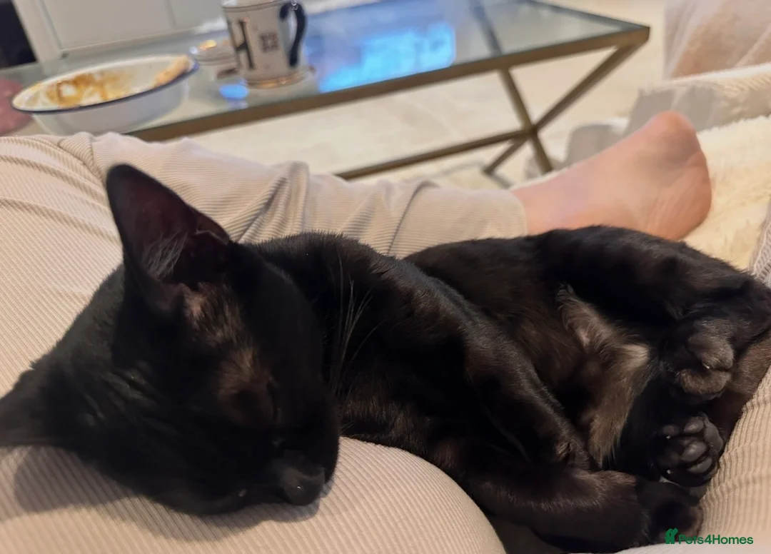 Bengal cats for sale: 1.5 yr old black female Bengal - Advert 4