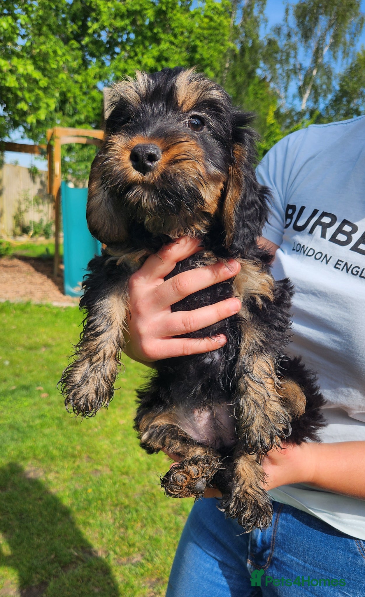 Cockapoo dogs Last little girls cockapoo pup left ready now - Advert 2