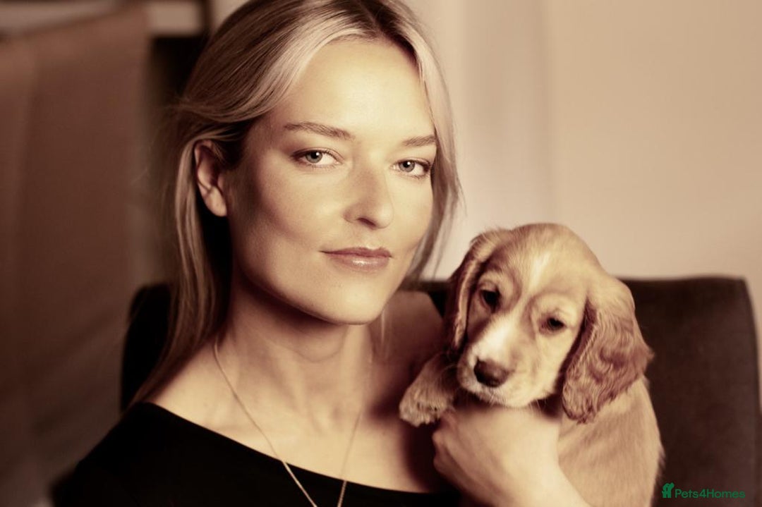 Cocker Spaniel dogs for stud: Working Gun Dog Stud  - Advert 27