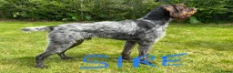German Wirehaired Pointer dogs for sale: GWP STUNNING MALE PUPPY - Advert 11