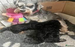 Schnoodle dogs for sale: BEAUTIFUL SCHNOODLE PUPPIES 🐶❤️ - Image 17