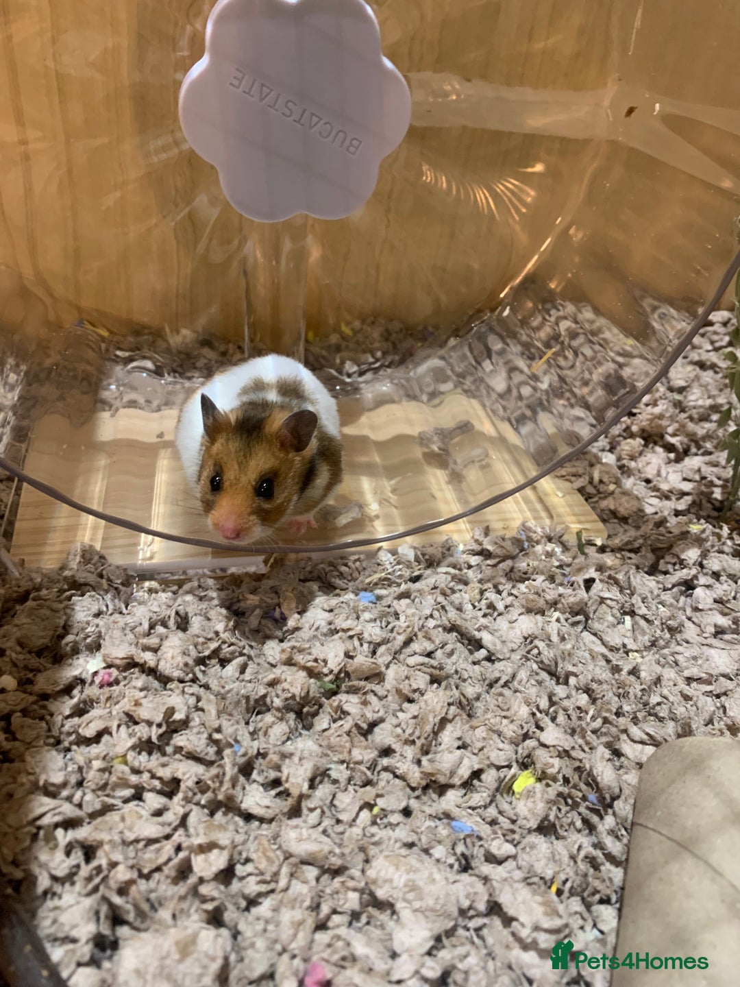 Hamster rodents for sale: Ethically bred 8 week old Male Syrian hamster  - Advert 2