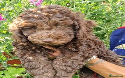 Cockapoo dogs for sale: Cockerpoo 1 boy (brown) and 1 girl (Merle)  - Image 7