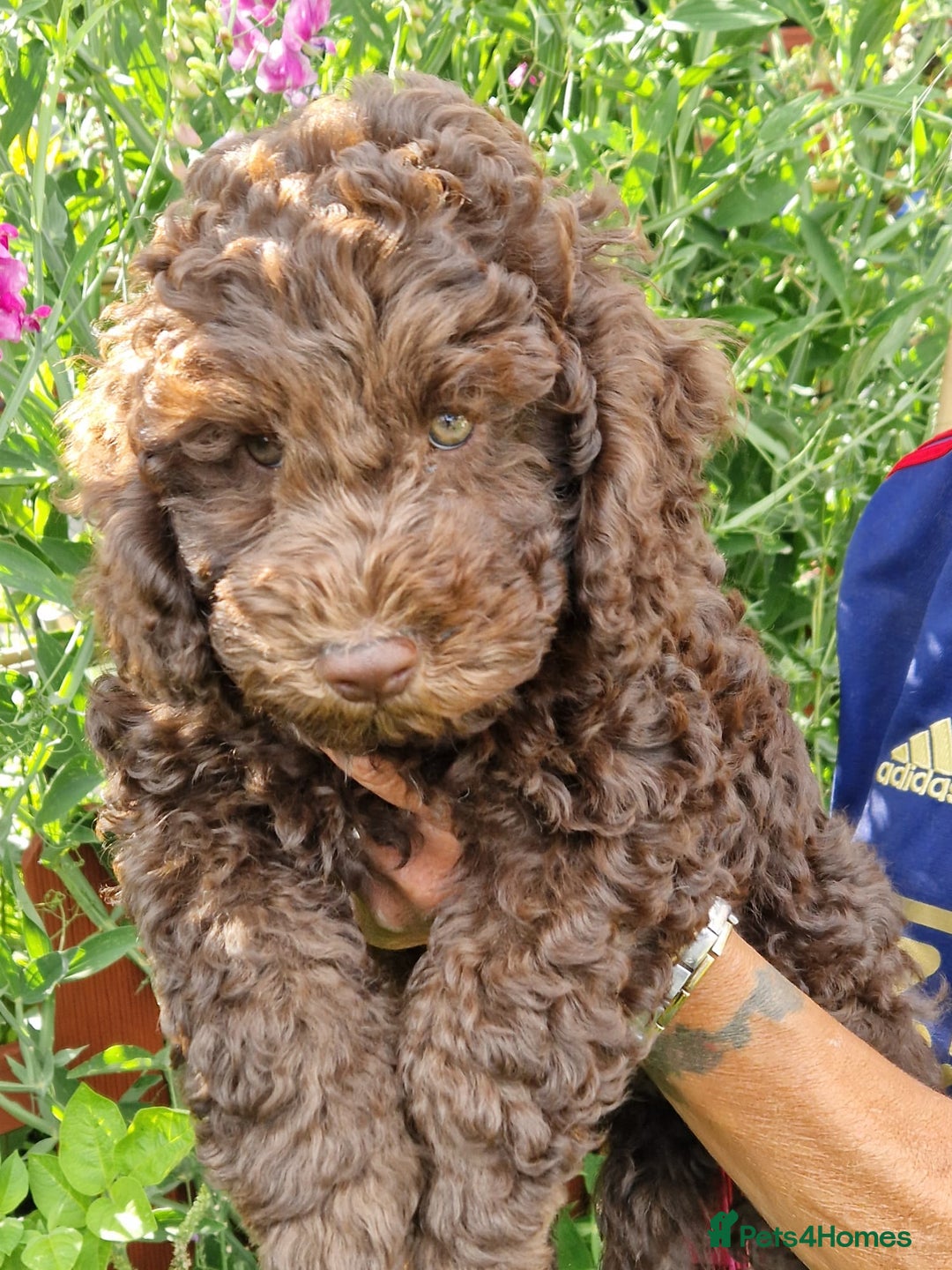 Cockapoo dogs for sale: Cockerpoo 1 boy (brown) and 1 girl (Merle)  - Image 7