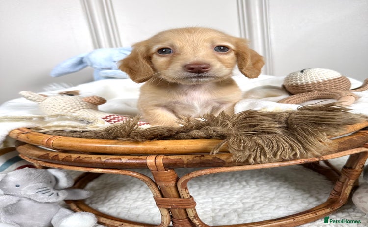 Miniature Dachshund dogs - Advert 15