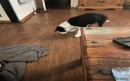 Border Collie dogs for sale: Collie x kelpie pups  - Image 4