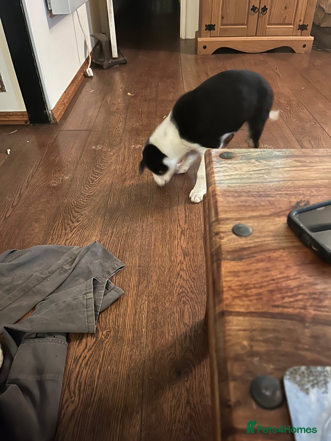 Border Collie dogs for sale: Collie x kelpie pups  - Image 4