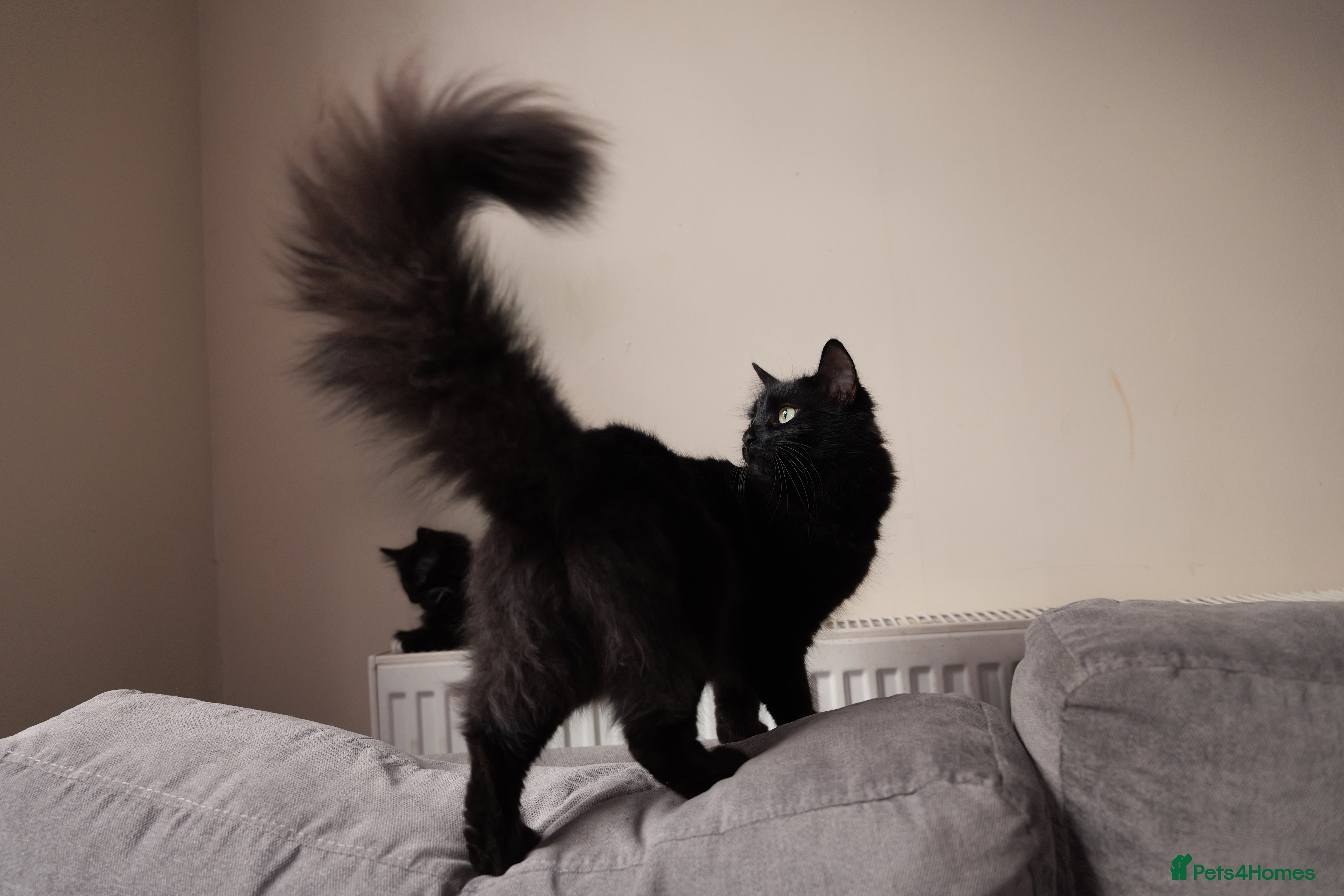 Turkish Angora cats Playful, Socialised Kittens Seeking Loving Home - Advert 2