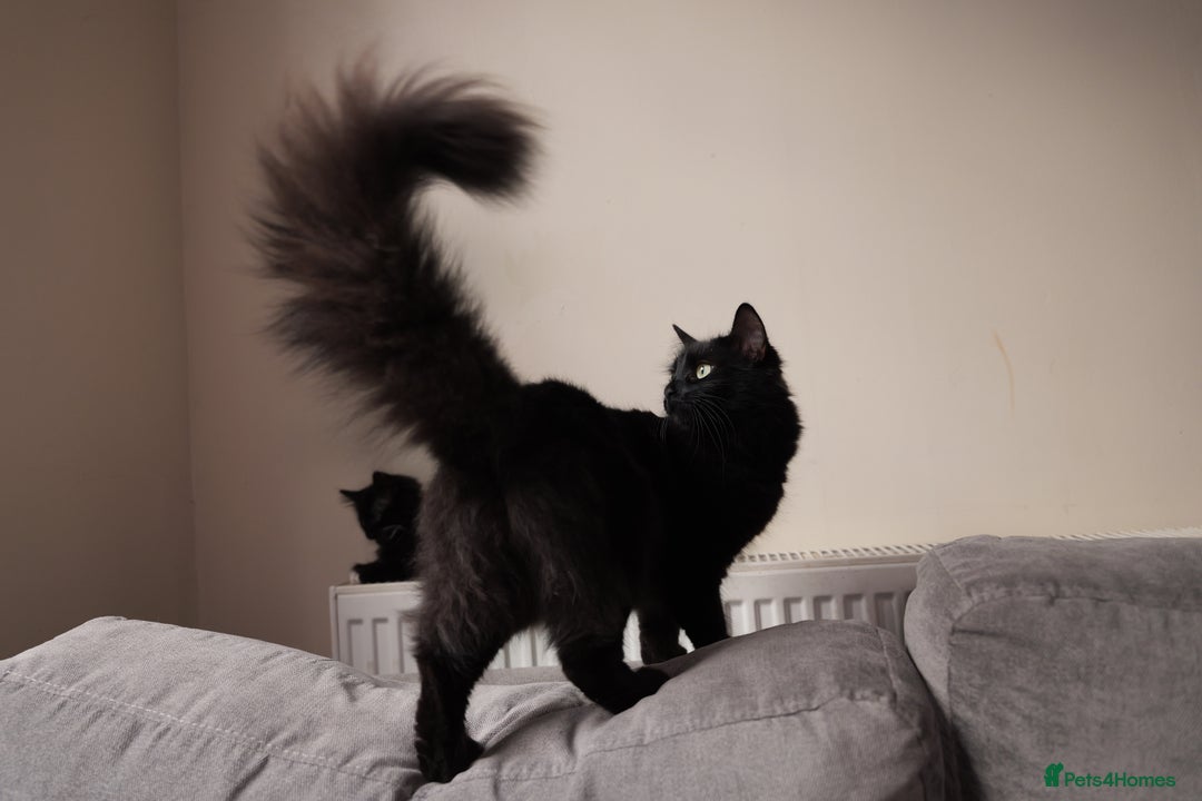 Turkish Angora cats for sale: Playful, Socialised Kittens Seeking Loving Home - Advert 1