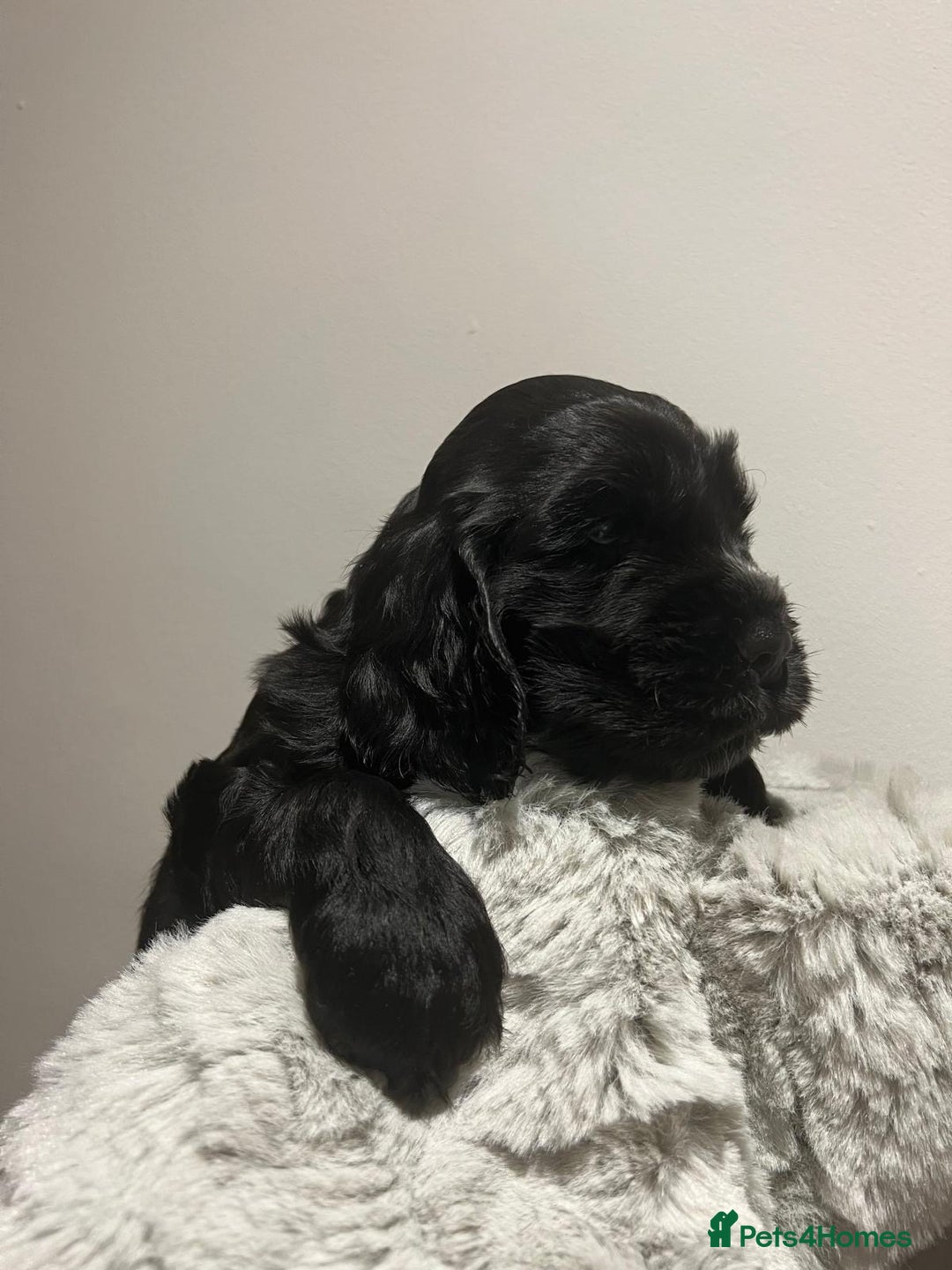 Cocker Spaniel dogs for sale: Show Type Cocker Spaniel  - Advert 28