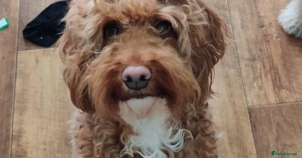 Mearle Lab Puppies for sale in Darlington | Pets4Homes