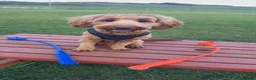Cockapoo dogs for stud: Fergie STUD in Dunfermline - Advert 5
