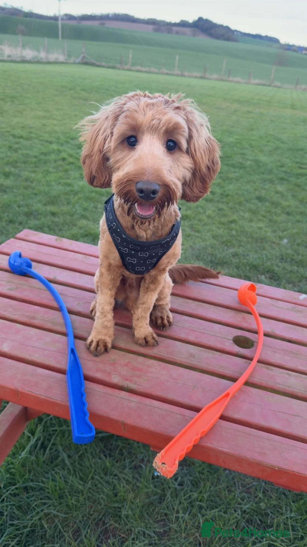 Cockapoo dogs for stud: Fergie STUD in Dunfermline - Advert 5