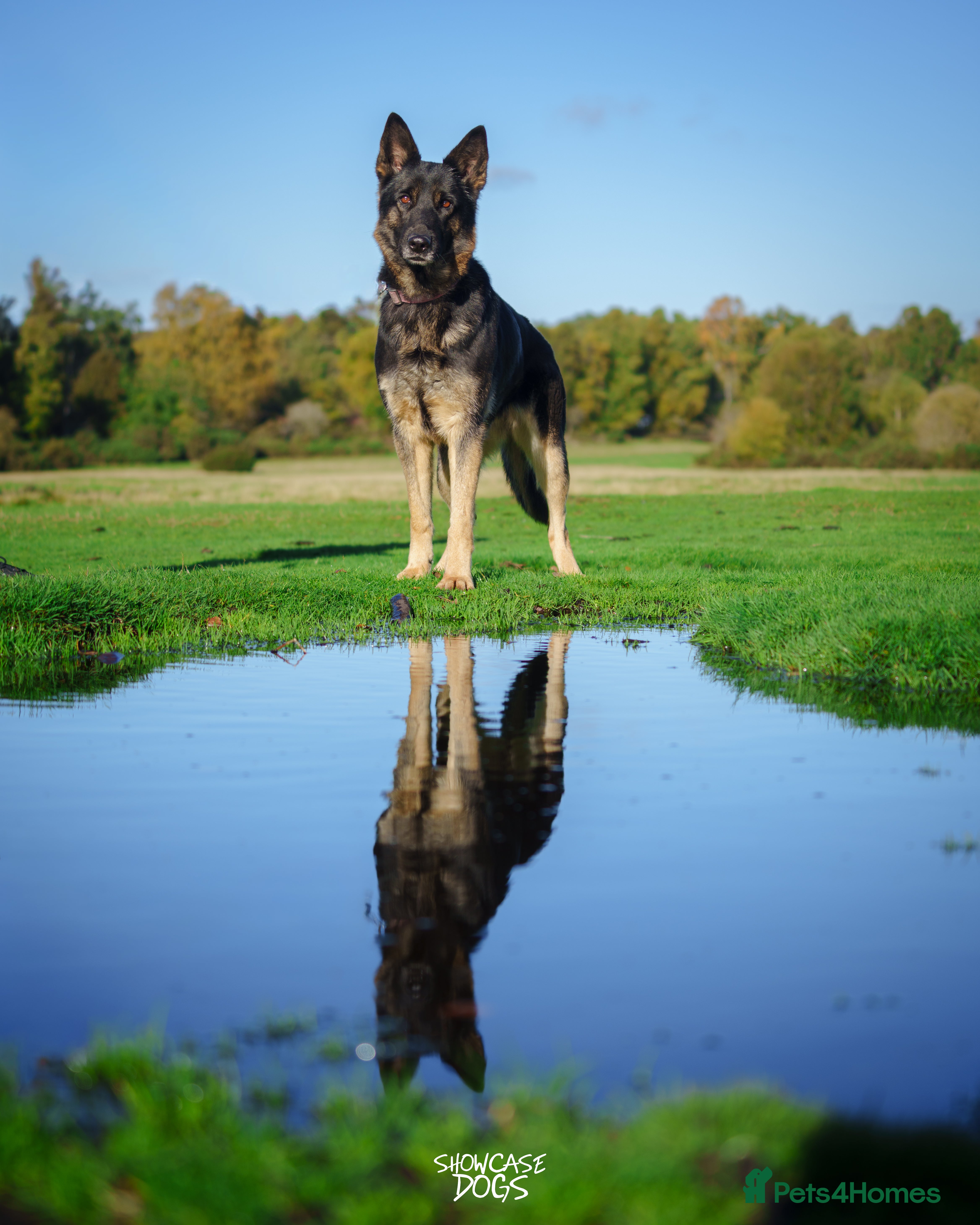 German Shepherd dogs C German Shepherd Puppies – Excellent Temperament - Advert 15