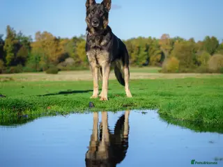 German Shepherd dogs C German Shepherd Puppies – Excellent Temperament - Advert 14