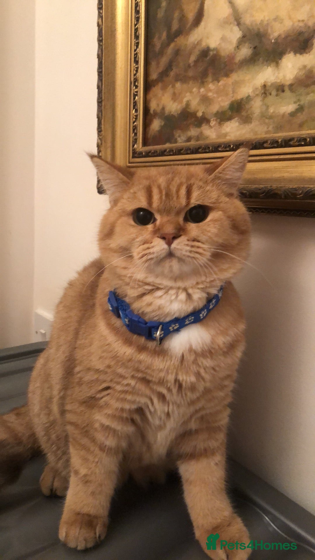 British Shorthair cats for sale: British shorthair kittens  - Advert 8