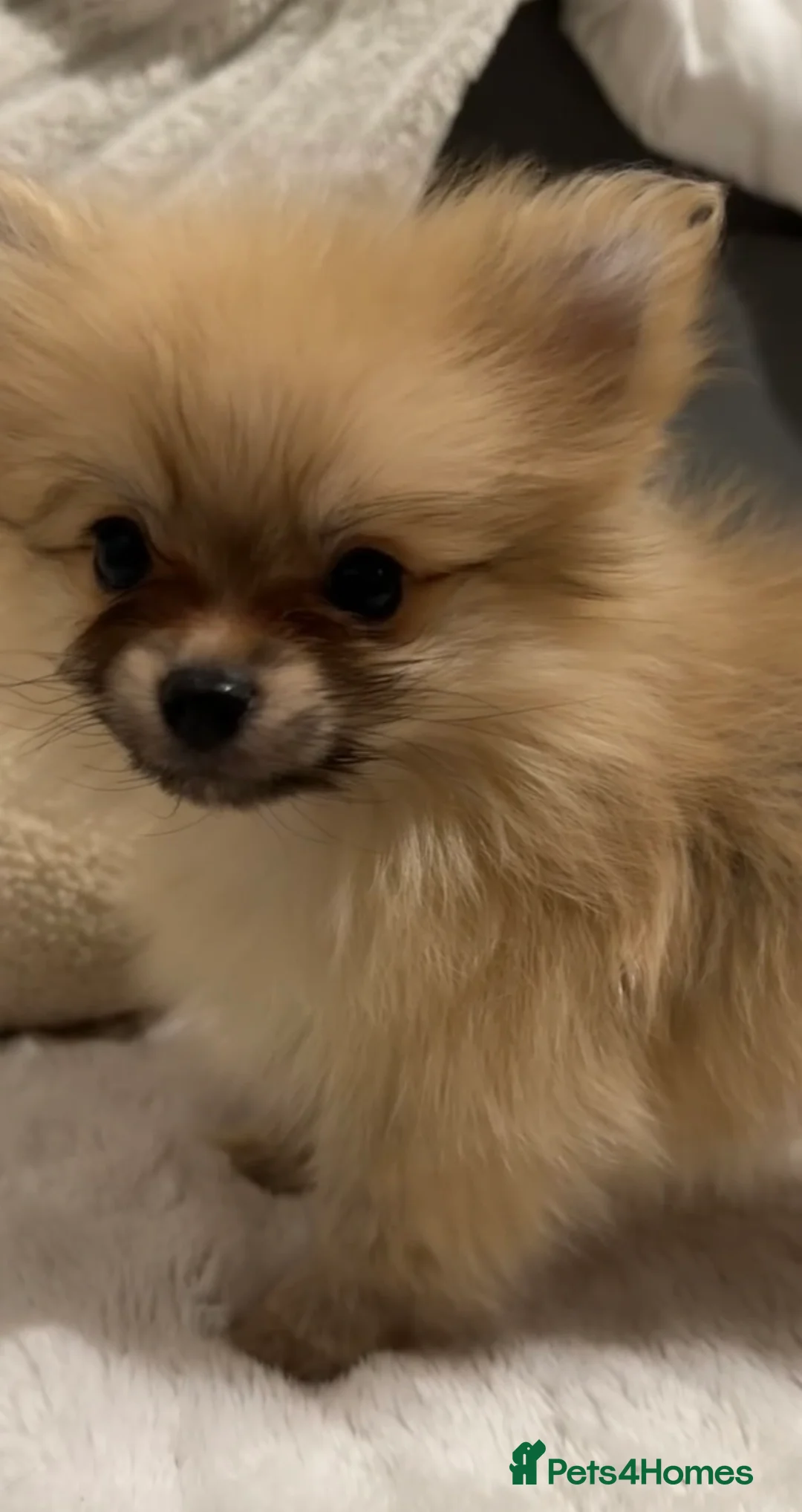 Pomeranian dogs for sale: Pomeranian Boy🩵 in Yeovil - Advert 2