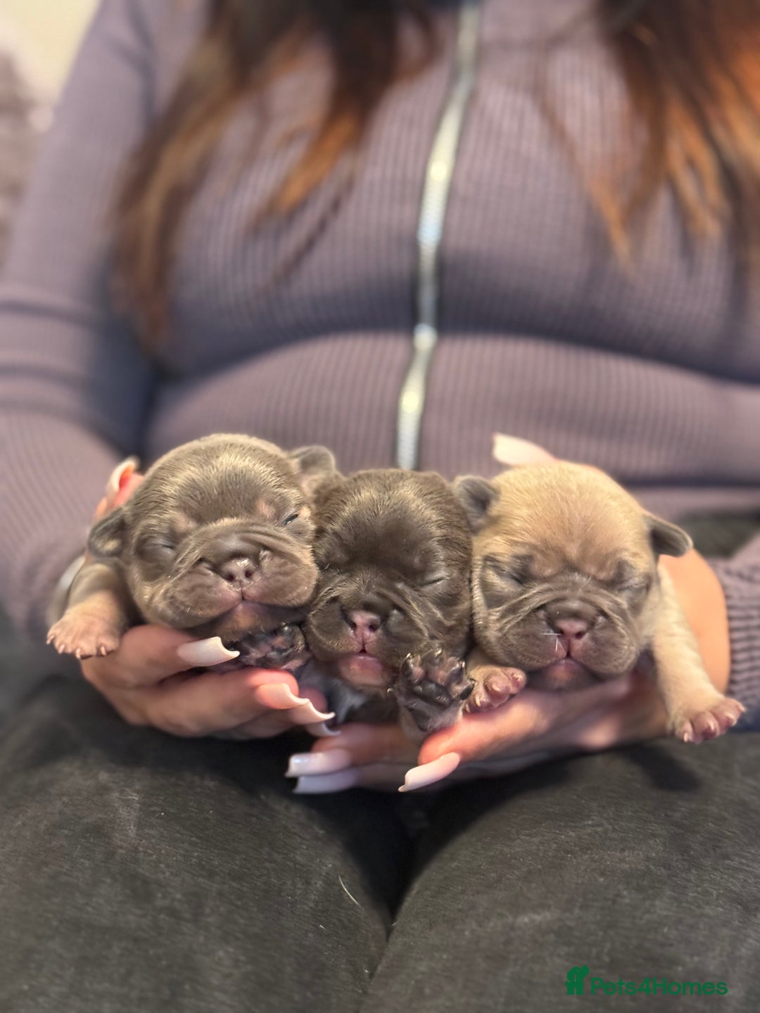 French Bulldog dogs for sale: Well bred French Bulldog Puppies  - Image 15