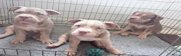 American Bully dogs for sale: Puppies for sale - Advert 1
