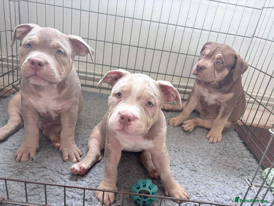 American Bully dogs for sale: Puppies for sale - Advert 1