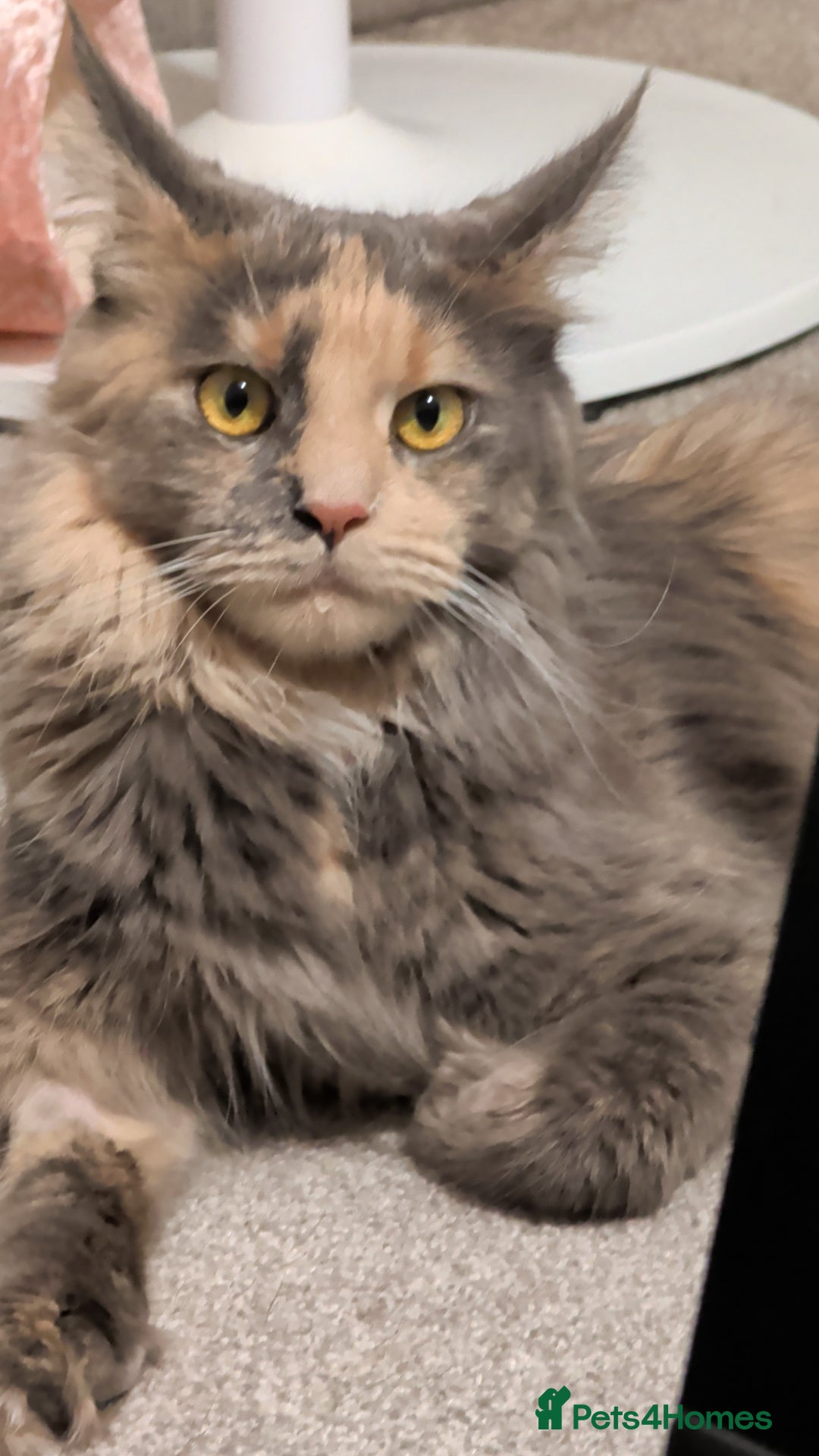 Maine Coon cats for sale: Exceptional Red Silver Tabby Maine Coon Male - Image 7
