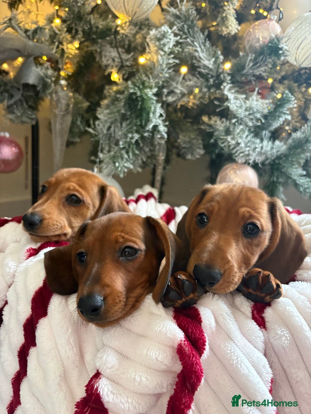 Dachshund dogs for sale: Beautiful dachshunds ready to leave now - Advert 16