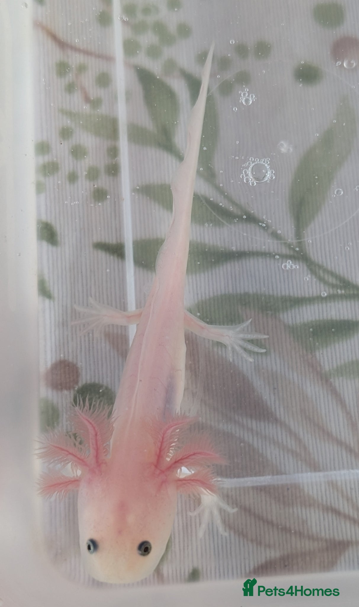 Axolotl reptiles for sale: Leucistic Axolotls - Available Now - Advert 3