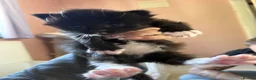 Ragcoon cats for sale: Beautiful Ragcoon Kittens for Sale - Advert 15