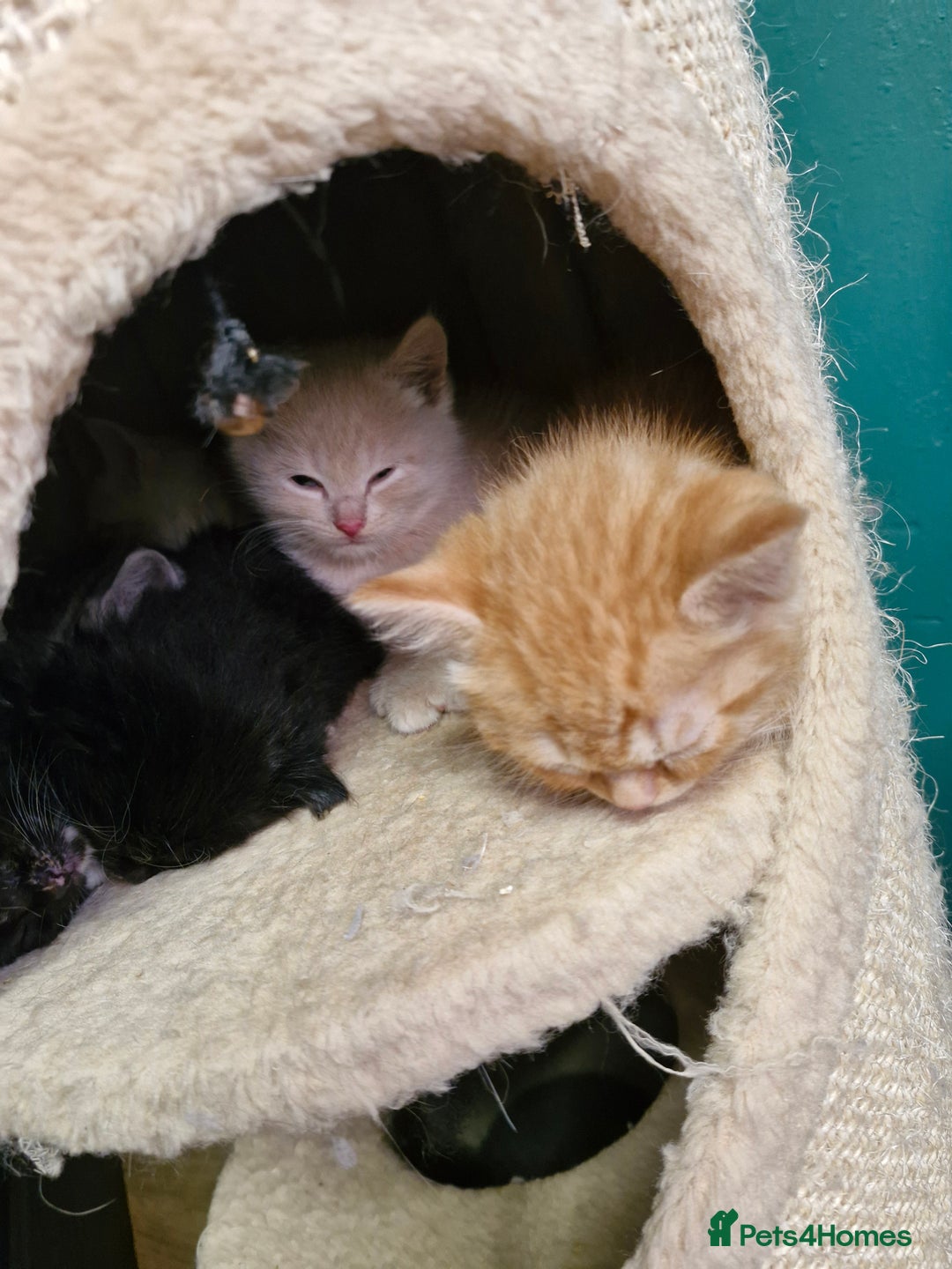 Scottish Fold cats for sale: Scottish fold kittens with straight ears - Advert 25