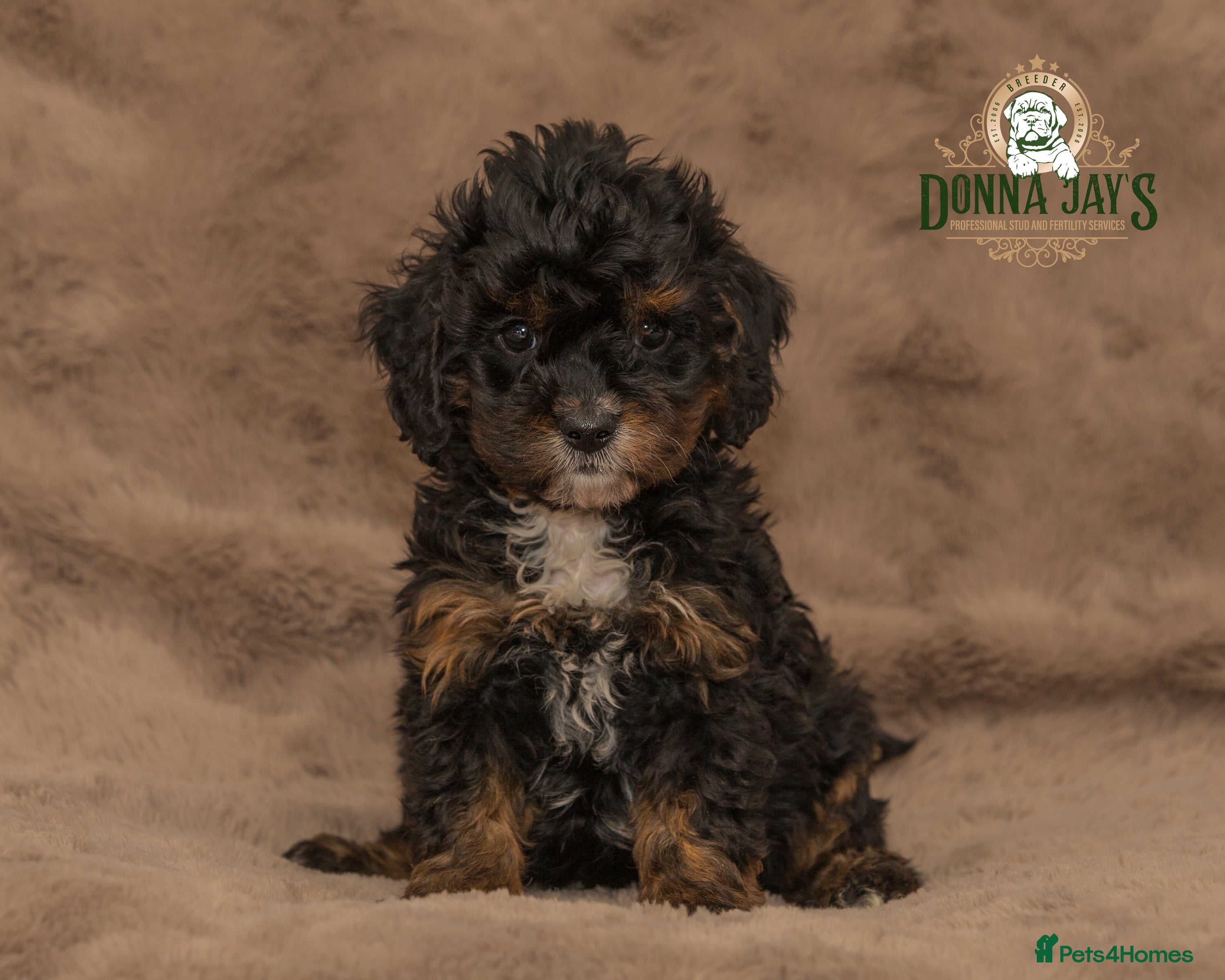 Cavapoo dogs DonnaJay’sCelebrityK9s EXCELLENT Trustpilot,Google - Advert 7