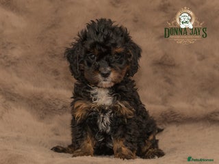 Cavapoo dogs DonnaJay’sCelebrityK9s EXCELLENT Trustpilot,Google - Advert 1