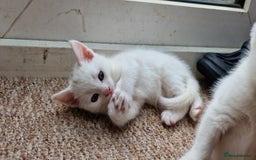 Mixed Breed cats for sale: White kittens. Ready Now. £150 each - Image 1
