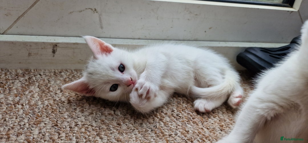 Mixed Breed cats for sale: White kittens. Ready Now. £150 each - Image 1