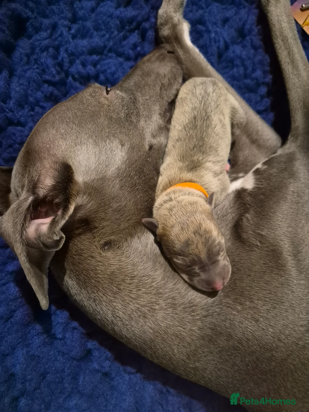 Whippet dogs for sale: KC Whippet Puppies: Champion Bloodlines - Advert 4