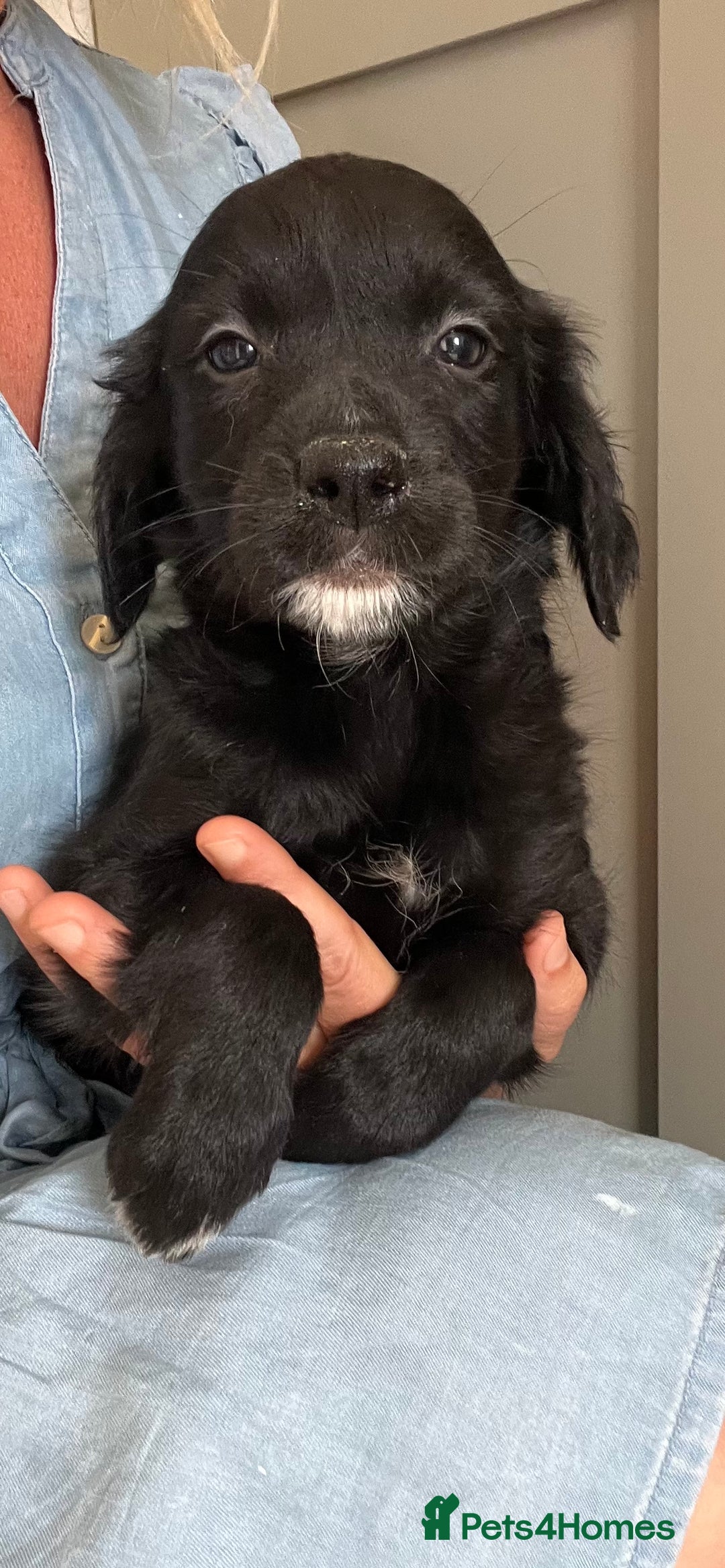 Golden Retriever dogs for sale: Beautiful Golden Retriever x Border Collie Puppies - Image 6